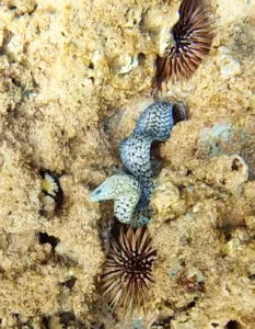 Photo of the Day: Moray Monday